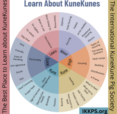 About KuneKunes - KuneKune Pigs