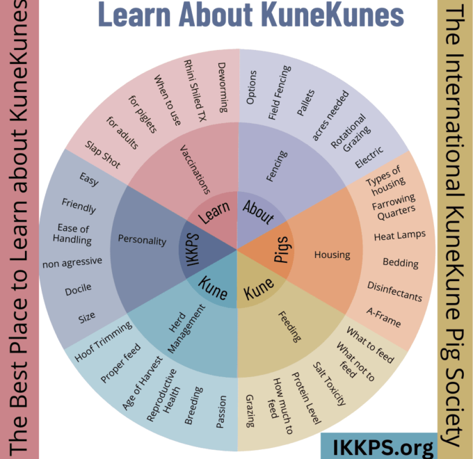 KuneKune Pigs - About KuneKunes