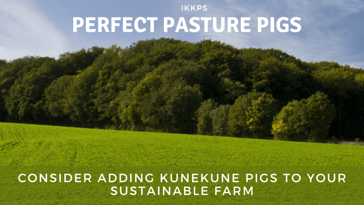 KuneKunes are the perfect pasture pig