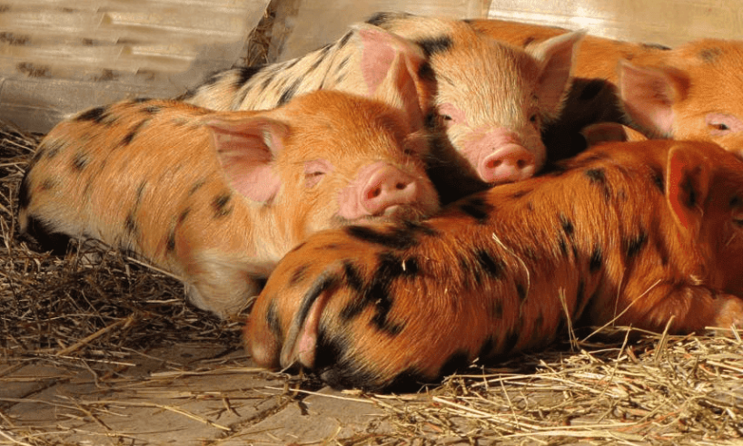 About KuneKunes - International KuneKune Pig Society