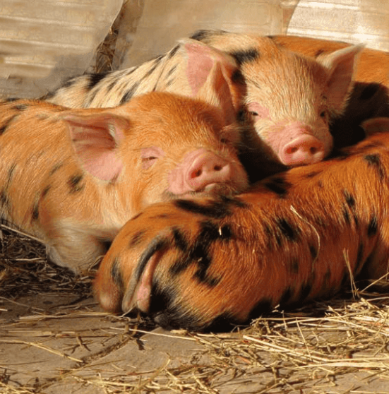 About KuneKunes - International KuneKune Pig Society