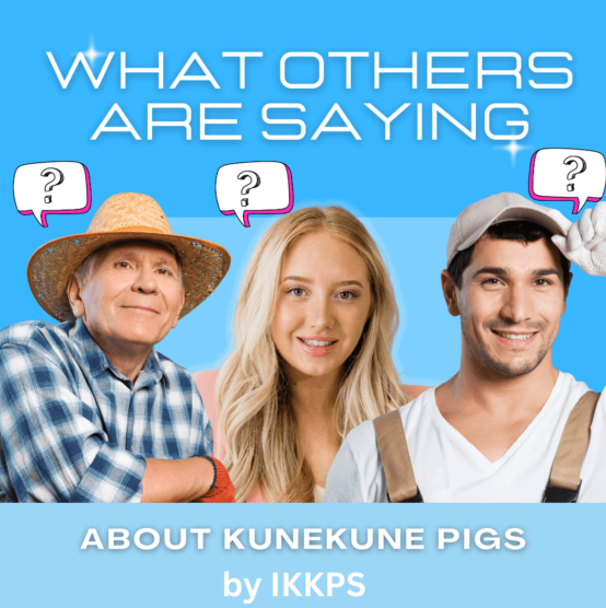 Why KuneKune Breeders chose the KuneKune pig for their farm